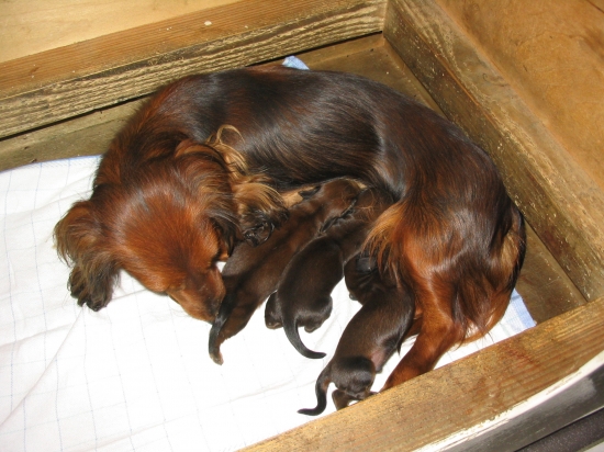 Pups Vanja geboren op 13-9-2007.  2 jongetjes 1 meisje.