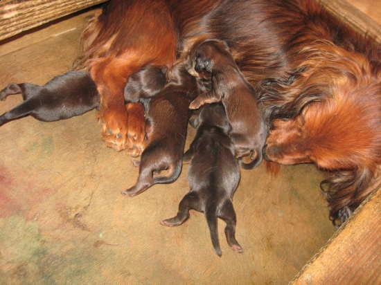 28-5-2009. De pups net na de geboorte.