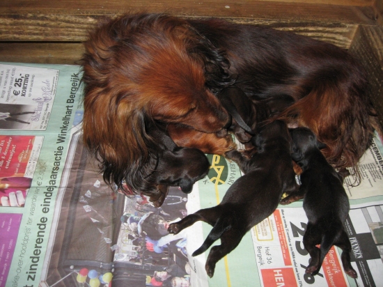 Vanya bij de verzorging van haar pups.