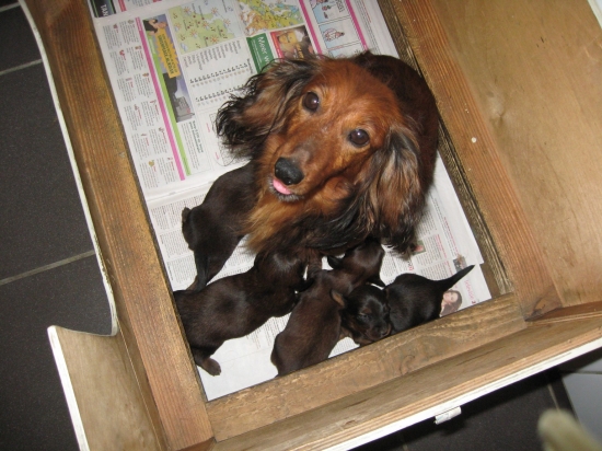 Vanya met haar pups 2 weken oud