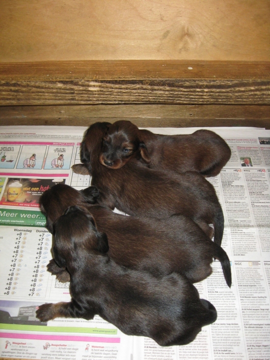 Pups 2 weken oud.Vooraan 2 jongetjes en achteraan 2 meisjes.