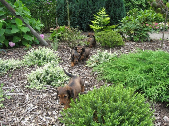 Pups 8 weken oud. Even de tuin ontdekken.
