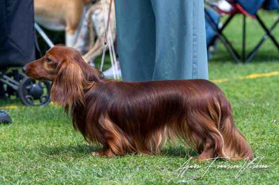 9-6-2024 Dogshow Eindhoven  Coki