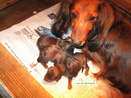 5-5-2012. Vanya en haar pas geboren pups.