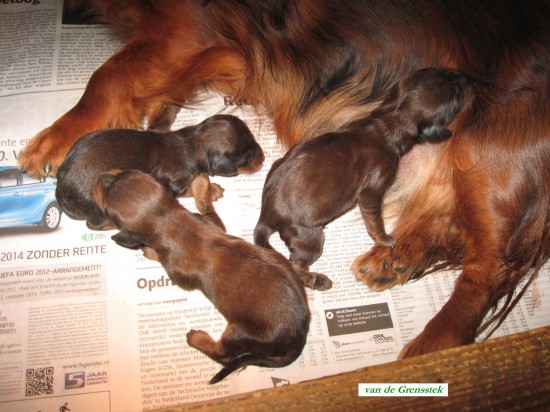 5-5-2012. De pups net na de geboorte.