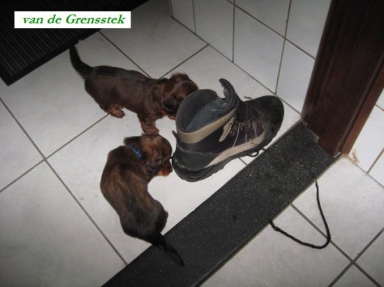16-6-2012. Isa en Floris als weer 6  weekjes oud. Ze hebben inmiddels ook al de schoenen ontdekt.