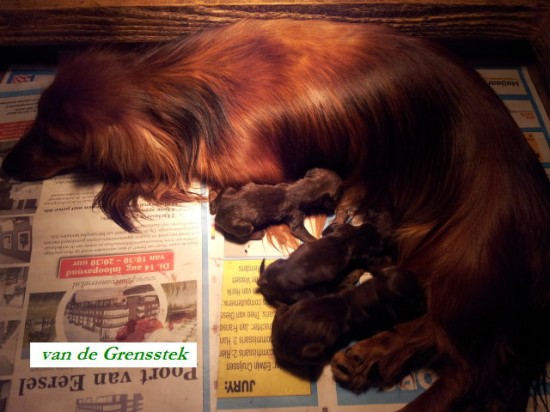 8-10-2012. De pups van Grietje  zijn geboren.