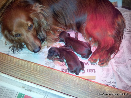 23-11-2014 Trotse mamma Grietje met haar 2 pups.