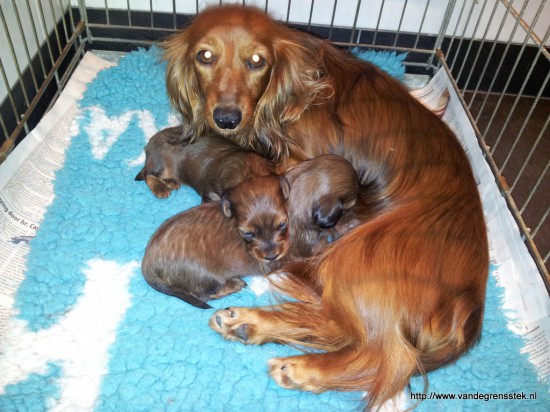14-12-2014. Grietje met haar pups