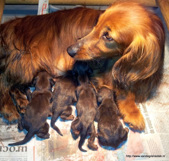 24-4-2015 Nikita met haar pups net na de bevalling.