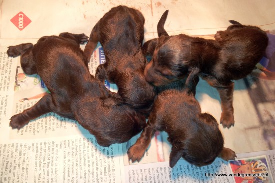 24-4-2015. De pups net na de geboorte