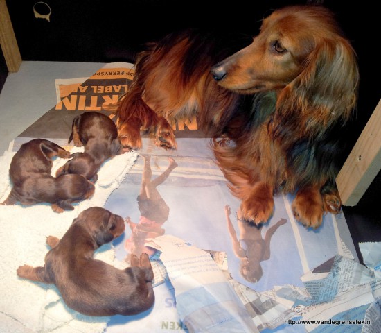 1-5-2015. Pups zijn 1 weekje oud. Nikita en haar pups