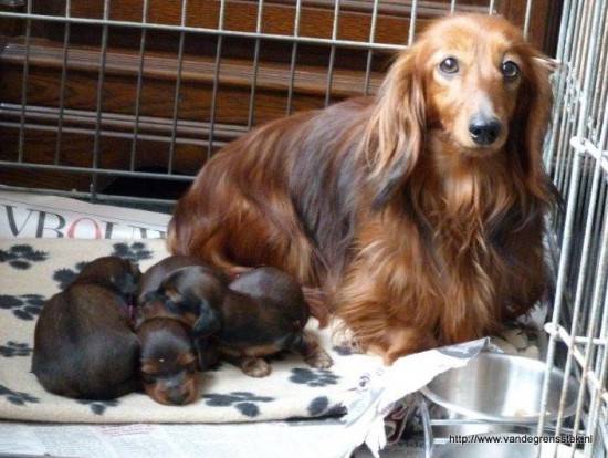 8-5-2015. Nikita met haar pups.