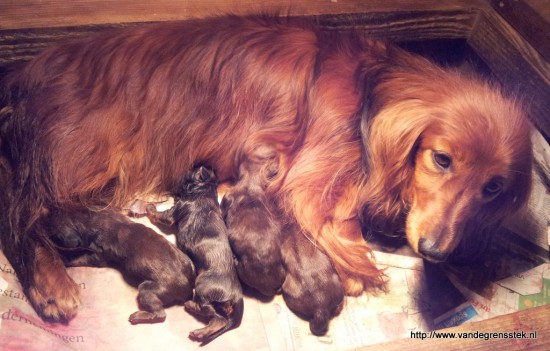 8-5-2016. Grietje met haar pups.
