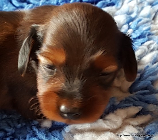 23-12-2016 Pup blauw.  3 weekjes oud.