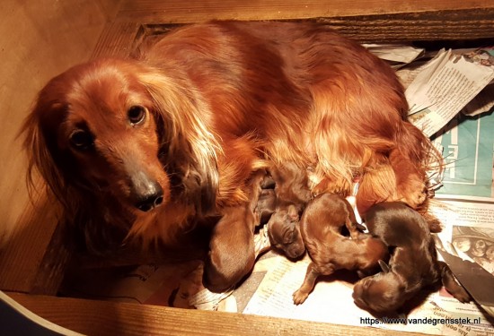 Umsa, een trotste moeder met haar pups.
