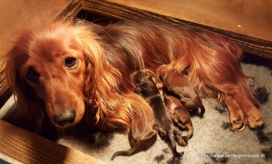 21-9-2019 Zizi verzorgt haar pups