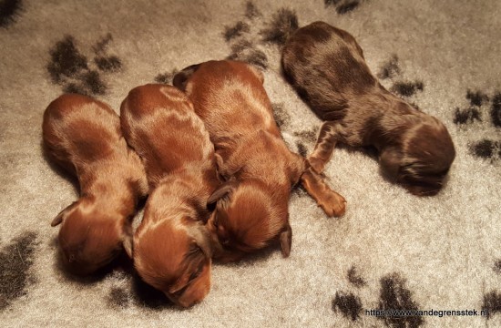21-9-2019 De pups zijn geboren. links de 3 meisjes, rechts het jongetje.