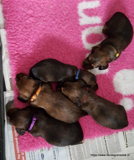 6-12-2019 4 weekjes oud Slapen in de puppyren