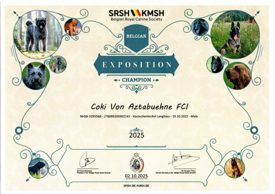 Coki 2-10-2025 Belgisch Schoonheids Kampioen