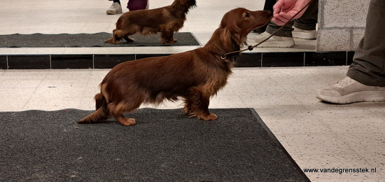 14-1-2026 Ringtraining 7 maanden