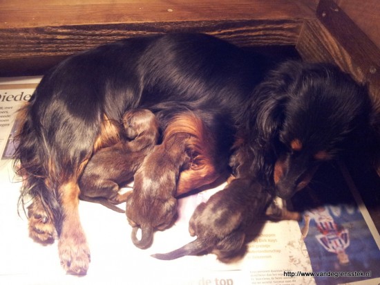 7-3-2016 Vandaag zijn de pups van Suus geboren.  2 jongetjes 1 meisje
