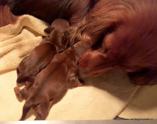 30-1-2021 Net geboren. Aafke verzorgt de pups