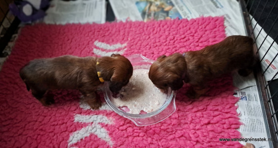 Lekker pap eten. Dat gaat er wel in hoor.