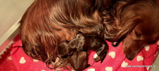 14-2-2024 De pups van  Aafke en Bennie zijn geboren.
