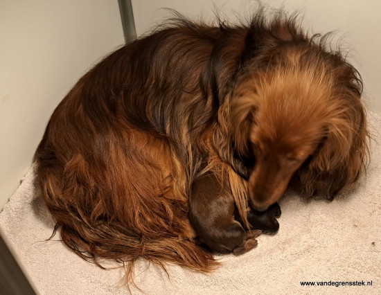 Liefdevolle verzorging