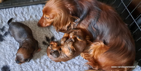 3 weekjes oud. in de puppyren binnen