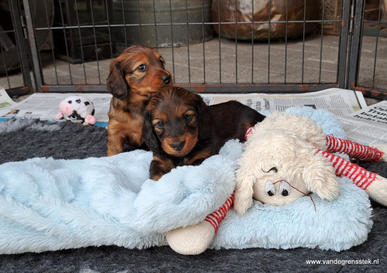 5 weekjes Buiten spelen in de puppyren